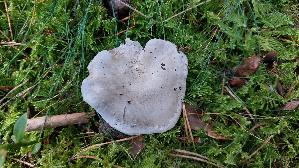 Mehl---Raesling_Clitopilus-prunulus_20260916_121042.jpg
