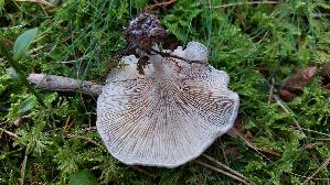 Mehl---Raesling_Clitopilus-prunulus_20260916_121051.jpg