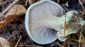 Mehl---Raesling_Clitopilus-prunulus_20260926_124132.jpg