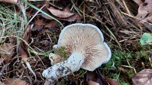 Mehl---Raesling_Clitopilus-prunulus_20261011_124751.jpg