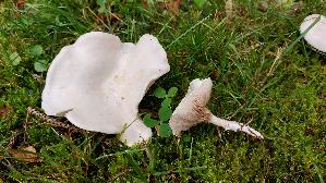 Mehl---Raesling_Clitopilus-prunulus_20261013_142024.jpg