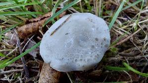 Mehl---Raesling_Clitopilus-prunulus_20261018_155656.jpg