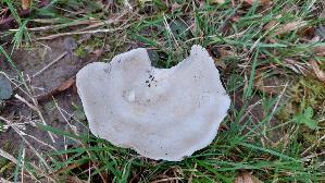 Mehl---Raesling_Clitopilus-prunulus_20261018_155935.jpg