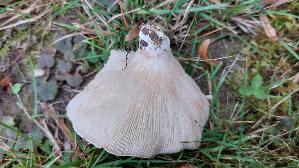 Mehl---Raesling_Clitopilus-prunulus_20261018_155945.jpg