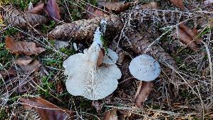 Mehl---Raesling_Clitopilus-prunulus_20261019_132623.jpg