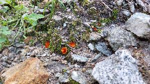 Mennigfarbiger-Borstling_Melastiza-chateri_20250907_151445.jpg