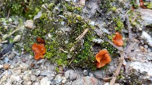 Mennigfarbiger-Borstling_Melastiza-chateri_20250907_151516.jpg