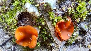 Mennigfarbiger-Borstling_Melastiza-chateri_20250907_151537.jpg