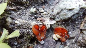 Mennigfarbiger-Borstling_Melastiza-chateri_20250907_151609.jpg