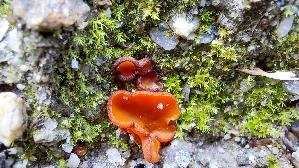 Mennigfarbiger-Borstling_Melastiza-chateri_20250907_151733.jpg