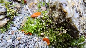 Mennigfarbiger-Borstling_Melastiza-chateri_20250907_151845.jpg