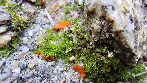 Mennigfarbiger-Borstling_Melastiza-chateri_20250907_151846.jpg