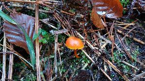 Mennigroter-Saftling_Hygrocybe-miniata_20251103_112803.jpg