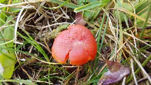 Mennigroter-Saftling_Hygrocybe-miniata_20260919_113925.jpg