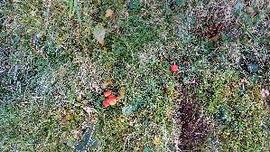Mennigroter-Saftling_Hygrocybe-miniata_20260922_160518.jpg