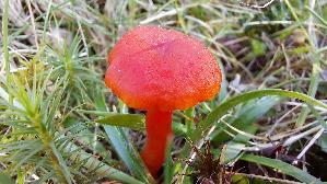 Mennigroter-Saftling_Hygrocybe-miniata_20260922_160529.jpg