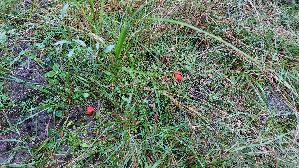 Mennigroter-Saftling_Hygrocybe-miniata_20261003_114923.jpg