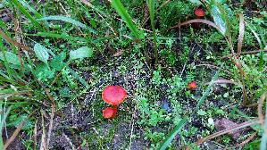 Mennigroter-Saftling_Hygrocybe-miniata_20261003_115016.jpg