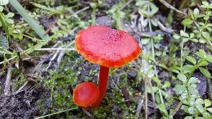 Mennigroter-Saftling_Hygrocybe-miniata_20261003_115032.jpg