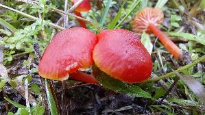 Mennigroter-Saftling_Hygrocybe-miniata_20261003_115201.jpg