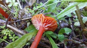 Mennigroter-Saftling_Hygrocybe-miniata_20261003_115211.jpg
