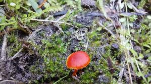 Mennigroter-Saftling_Hygrocybe-miniata_20261003_115404.jpg