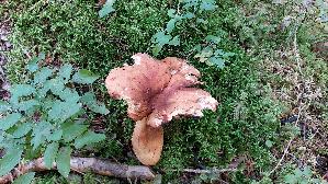 Milch---Braetling_Lactifluus-volemus_20250904_155802.jpg
