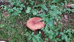 Milch---Braetling_Lactifluus-volemus_20250905_142011.jpg