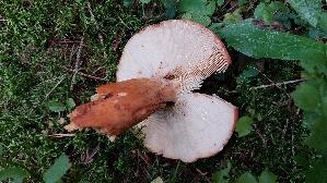 Milch---Braetling_Lactifluus-volemus_20250905_142036.jpg