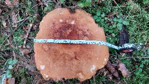 Milch---Braetling_Lactifluus-volemus_20250905_143402.jpg