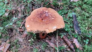 Milch---Braetling_Lactifluus-volemus_20250905_143418.jpg