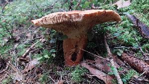Milch---Braetling_Lactifluus-volemus_20250905_143427.jpg