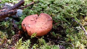 Milch---Braetling_Lactifluus-volemus_20250906_104600.jpg