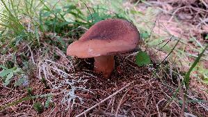 Milch---Braetling_Lactifluus-volemus_20250907_133136.jpg