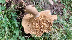 Milch---Braetling_Lactifluus-volemus_20260917_122201.jpg
