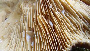 Milch---Braetling_Lactifluus-volemus_20260917_122213.jpg