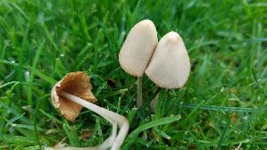 Milchweisses-Samthaeubchen_Conocybe-albipes_20250731_125253.jpg