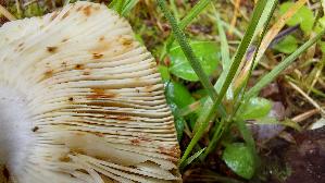 Milder-Kammtaeubling_Russula-insignis_20250727_113022.jpg