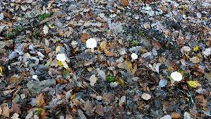 Moenchskopf_Infundibulicybe-geotropa_20261022_104157.jpg