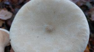 Moenchskopf_Infundibulicybe-geotropa_20261022_104217.jpg