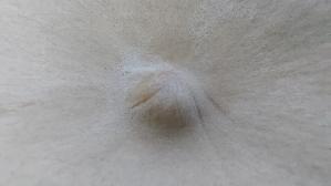 Moenchskopf_Infundibulicybe-geotropa_20261022_104227.jpg