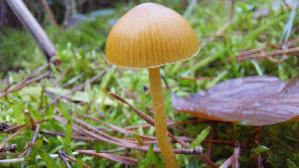 Mooshaeubling_Galerina-annulata_20241209_131117.jpg