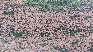 Mosaikschichtpilz_Xylobolus-frustulatus_20260614_131731.jpg