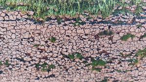 Mosaikschichtpilz_Xylobolus-frustulatus_20260614_131756.jpg