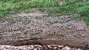 Mosaikschichtpilz_Xylobolus-frustulatus_20260614_141218.jpg