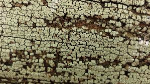 Mosaikschichtpilz_Xylobolus-frustulatus_20260728_114104.jpg