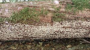 Mosaikschichtpilz_Xylobolus-frustulatus_20260823_132746.jpg