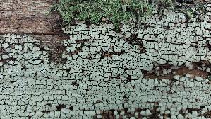 Mosaikschichtpilz_Xylobolus-frustulatus_20260823_132756.jpg