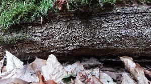 Mosaikschichtpilz_Xylobolus-frustulatus_20261001_162746.jpg