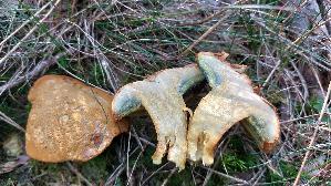 Nadelholz---Roehrling_Pulveroboletus-lignicola_20250816_115100.jpg